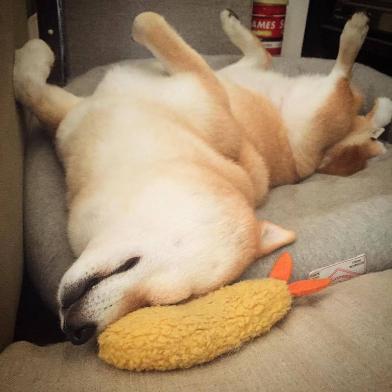 Durable Squeaky Bite Toy